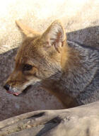 adult black_nose black_tail_tip day eyes_open facing_side gray_fur licking lycalopex mlem mouth_closed orange_eyes pampas_fox partial_body portrait red_fur single staring summer_coat sunny tongue wild zoo // 330x451 // 39KB