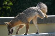 adult black_nose black_tail_tip day eyes_open facing_down forest full_body gray_fox gray_fur image mouth_open orange_eyes panting pawpads red_fur single standing standing_biped summer_coat sunny teeth tongue urban urocyon walking white_fur wild // 4820x3213 // 3.8MB