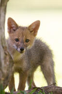 black_nose black_tail_tip color day eyes_open facing_towards full_body grass gray_fur image lycalopex mouth_closed orange_eyes pampas_fox photo red_fur single standing staring summer_coat sunny wild young // 2457x3685 // 4.7MB