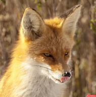 adult black_nose day eyes_open facing_side facing_towards image licking mlem mouth_closed no_muzzle_mark orange_eyes outdoors partial_body portrait red_fox red_fur single sitting summer_coat sunny vulpes white_fur wild // 992x1000 // 371KB