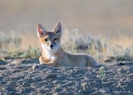 adult black_nose color eyes_open facing_towards full_body grass gray_fur image mouth_closed on_stomach orange_eyes photo single staring summer_coat sunny swift_fox tan_fur twilight vulpes white_fur wild // 3688x2637 // 45MB