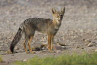 adult black_nose black_tail_tip color day eyes_open facing_towards full_body grass gray_fur image lycalopex mouth_closed orange_eyes pampas_fox photo red_fur single standing staring summer_coat sunny wild // 800x533 // 133KB