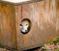 adult black_nose captivity cloudy color day eyes_open facing_towards funny gray_fur image indoors mouth_closed orange_eyes partial_body photo single staring summer_coat swift_fox tan_fur vulpes white_fur zoo // 5585x4805 // 3.8MB