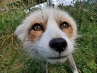 adult black_nose captivity close_up cloudy day ears_back eyes_open facing_towards grass image mouth_closed orange_eyes partial_body portrait red_fox red_fur single standing summer_coat vulpes white_fur zoo // 1600x1200 // 156KB