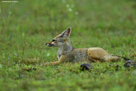 adult bengal_fox black_nose color day eyes_open facing_side grass image mouth_closed outdoors photo single standing summer_coat tan_fur teeth vulpes wild // 5118x3412 // 9.3MB