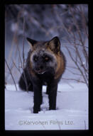 adult black_fur black_nose color cross_fox day eyes_open facing_towards full_body image mouth_closed orange_eyes outdoors photo red_fox single snow standing still vulpes white_fur wild winter_coat // 4032x5905 // 1.7MB