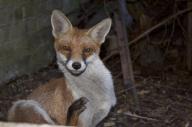 adult eyes_open image large_muzzle_mark photo red_fox scratching single twilight vulpes // 2048x1365 // 355KB