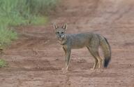 adult black_nose black_tail_tip color day desert eyes_open facing_towards full_body gray_fur hoary_fox image lycalopex mouth_closed orange_eyes outdoors photo single standing tan_fur wild // 1518x981 // 911KB