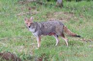 adult black_nose black_tail_tip day eyes_open facing_towards full_body grass gray_fur lycalopex mouth_closed orange_eyes pampas_fox red_fur single standing staring summer_coat sunny wild // 800x520 // 106KB