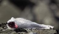 adult arctic_fox day image mouth_open photo single vulpes yawning // 2000x1170 // 477KB