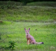 adult bengal_fox black_nose black_tail_tip color day eyes_open facing_towards grass image mouth_closed outdoors photo single sitting summer_coat tan_fur vulpes wild // 2632x2427 // 7.1MB