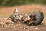 adult black_nose cloudy color darwin's_fox day eyes_open facing_away full_body funny grass gray_fur image lycalopex mouth_open orange_eyes photo playing rolling single standing teeth tongue wild // 2000x1331 // 758KB