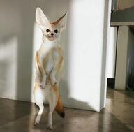 adult black_eyes black_nose black_tail_tip day eyes_open facing_towards fennec_fox full_body funny image indoors mouth_closed pet single standing_biped staring summer_coat sunny tan_fur vulpes // 1097x1080 // 110KB