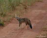 adult black_nose black_tail_tip color day eyes_open facing_towards full_body grass gray_fur hoary_fox image lycalopex mouth_closed orange_eyes outdoors photo single standing tan_fur wild // 2048x1638 // 2.3MB