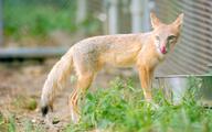 adult black_nose black_tail_tip captivity color day eyes_open facing_towards full_body grass gray_fur image licking mlem mouth_open orange_eyes photo single standing staring summer_coat sunny swift_fox tan_fur tongue vulpes white_fur zoo // 4379x2738 // 1.5MB