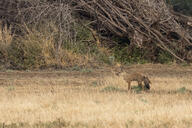 adult bengal_fox black_nose black_tail_tip color day eyes_open facing_side grass image mouth_closed outdoors photo single standing summer_coat tan_fur vulpes wild // 2777x1851 // 1.9MB