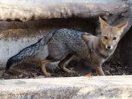 adult black_nose black_tail_tip day eyes_open facing_towards full_body gray_fur lycalopex mouth_closed orange_eyes pampas_fox red_fur single standing summer_coat sunny walking wild zoo // 560x420 // 67KB