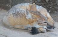 adult black_nose black_tail_tip captivity color curled day eyes_open facing_side full_body gray_fur image indoors mouth_closed orange_eyes photo single summer_coat swift_fox tan_fur vulpes white_fur zoo // 2128x1368 // 734KB