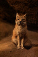 adult black_nose color day eyes_open facing_towards full_body gray_fur image indoors mouth_closed orange_eyes photo single sitting staring swift_fox tan_fur vulpes white_fur wild winter_coat // 864x1296 // 386KB