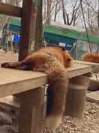 adult black_nose captivity cloudy day eyes_open facing_away female full_body image mouth_closed on_side outdoors red_fox red_fur single sleeping vulpes white_fur white_tail_tip winter_coat zoo // 1536x2048 // 587KB