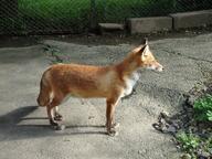 adult captivity day eyes_closed facing_side full_body image mouth_closed no_muzzle_mark photo red_fox single standing still vulpes zoo // 1200x900 // 322KB