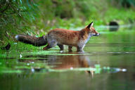 adult black_nose day eyes_open facing_side forest full_body image mouth_closed muzzle_mark orange_eyes outdoors red_fox red_fur single standing sunny vulpes walking water white_fur white_tail_tip wild // 1280x853 // 226KB