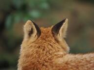 adult captivity cloudy day ears_back facing_away funny image outdoors partial_body red_fox red_fur single standing vulpes // 4096x3072 // 1.0MB