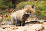 black_fur black_nose color day eyes_open facing_towards forest full_body image orange_eyes outdoors photo red_fox red_fur single sitting still sunny vulpes white_fur wild young // 1600x1067 // 274KB