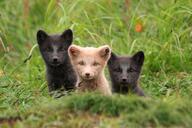 adult arctic_fox black_eyes black_fur black_nose brown_fur color day eyes_open facing_towards grass image mouth_closed multiple orange_eyes outdoors partial_body photo pink_nose sitting staring vulpes wild // 2748x1832 // 1.8MB