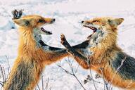 adult black_nose day eyes_open facing_side fighting image mouth_open multiple no_muzzle_mark orange_eyes partial_body red_fox red_fur shedding snow standing_biped sunny teeth tongue vulpes white_fur wild // 1280x853 // 321KB