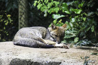 adult black_nose black_tail_tip captivity color day eyes_open facing_towards full_body gray_fur hoary_fox image lycalopex mouth_closed on_stomach orange_eyes outdoors photo single tan_fur zoo // 3684x2472 // 6.1MB