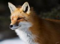 adult black_nose color day eyes_open facing_side image mouth_closed muzzle_mark orange_eyes partial_body photo red_fox red_fur single snow standing still sunny vulpes white_fur wild winter_coat // 1500x1107 // 284KB