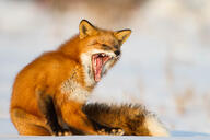 adult black_nose color eyes_closed facing_side facing_towards full_body image mouth_open muzzle_mark orange_eyes photo red_fox red_fur single sitting snow sunny teeth tongue twilight vulpes white_fur white_tail_tip wild winter_coat yawning // 2600x1733 // 361KB