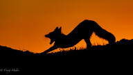 adult color facing_side full_body grass image mouth_open outdoors photo silhouette single swift_fox twilight vulpes wild yawning // 6144x3456 // 1.1MB