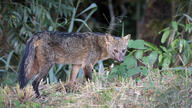 adult black_fur black_nose black_tail_tip cerdocyon color crab-eating_fox day eyes_open facing_towards forest full_body image mouth_closed orange_eyes photo single standing tan_fur wild // 1024x576 // 221KB