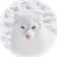 adult arctic_fox captivity day eyes_open facing_towards image mouth_closed orange_eyes outdoors partial_body pink_nose portrait single snow standing sunny vulpes white_fur winter_coat zoo // 1920x1918 // 775KB