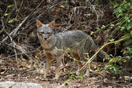 adult black_nose black_tail_tip color day eyes_open facing_towards forest full_body gray_fur image lycalopex mouth_closed orange_eyes outdoors photo sechuran_fox single standing sunny white_fur wild // 5496x3672 // 18MB