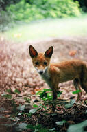 black_nose day eyes_open facing_towards forest full_body grass image mouth_closed orange_eyes red_fox red_fur single standing summer_coat sunny vulpes walking white_fur wild young // 1024x1544 // 1.3MB