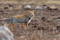 adult black_nose cloudy color day eyes_open facing_side facing_towards full_body grass gray_fur image mouth_closed orange_eyes photo single standing staring tan_fur tibetan_fox vulpes walking white_tail_tip wild winter_coat // 2048x1365 // 1.1MB