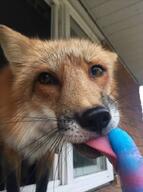 adult black_nose cloudy day eyes_open facing_towards image indoors large_muzzle_mark licking mouth_open orange_eyes partial_body red_fox red_fur single standing summer_coat tongue urban vulpes white_fur wild // 538x720 // 57KB