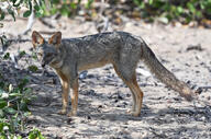 adult black_nose black_tail_tip color day eyes_open facing_side full_body gray_fur image lycalopex mouth_closed orange_eyes outdoors photo sechuran_fox single standing sunny white_fur wild // 1500x991 // 1.2MB