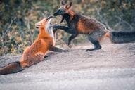 adult black_fur black_nose cloudy cross_fox day eyes_open facing_side fighting full_body image large_muzzle_mark mouth_open multiple orange_eyes outdoors red_fox red_fur standing standing_biped summer_coat teeth vulpes white_fur wild // 1024x683 // 128KB