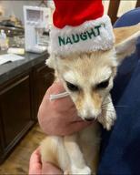 adult black_eyes black_nose close_up day eyes_open facing_towards fennec_fox held_up image indoors kitchen mouth_closed no_muzzle_mark partial_body pet santa_hat single summer_coat tan_fur vulpes // 1024x1280 // 150KB