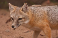 adult black_nose cloudy color day desert eyes_open facing_side gray_fur image mouth_closed orange_eyes partial_body photo single standing staring summer_coat swift_fox tan_fur vulpes walking white_fur wild // 3072x2048 // 1.7MB