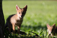 black_nose black_tail_tip color day eyes_open facing_towards full_body grass gray_fur image lycalopex mouth_closed multiple orange_eyes pampas_fox photo red_fur standing staring summer_coat sunny wild young // 4175x2783 // 5.2MB