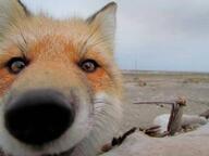 adult black_nose close_up cloudy color day eyes_open facing_towards image mouth_closed muzzle_mark orange_eyes outdoors partial_body photo portrait red_fox red_fur single standing vulpes white_fur white_tail_tip wild // 798x598 // 42KB