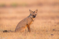 adult bengal_fox black_nose color day desert eyes_open facing_towards image mouth_closed outdoors photo single sitting summer_coat tan_fur vulpes wild // 2048x1365 // 318KB