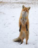 adult black_nose day eyes_open facing_towards full_body image mouth_closed muzzle_mark orange_eyes outdoors red_fox red_fur single snow standing_biped summer_coat vulpes white_fur white_tail_tip wild // 2734x3453 // 1.7MB