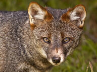 adult black_nose color darwin's_fox day eyes_open facing_towards full_body grass gray_fur image lycalopex mouth_closed orange_eyes partial_body photo portrait single standing wild // 1024x764 // 287KB