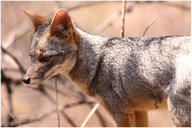 adult black_nose color day eyes_open facing_side gray_fur image lycalopex mouth_closed orange_eyes outdoors partial_body photo sechuran_fox single standing sunny white_fur wild // 1122x749 // 307KB